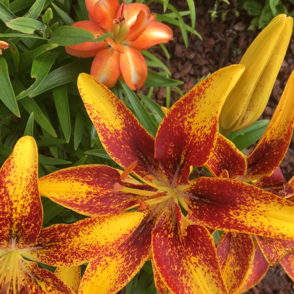 Meet your Posher, Elaine